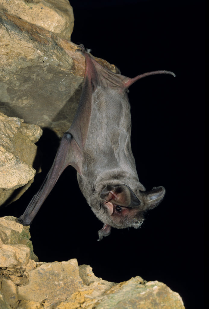 Europäische Bulldoggfledermaus; Tadarida teniotis; bulgarien; fledermäuse; hochformat; pröhl; säugetiere