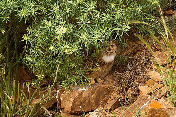 Bubo bubo ascalaphus; Pharaoh eagle owl; Pharaonenuhu; Wüstenuhu; birds; eulen; marokko; owls; pröhl; strigiformes; vögel