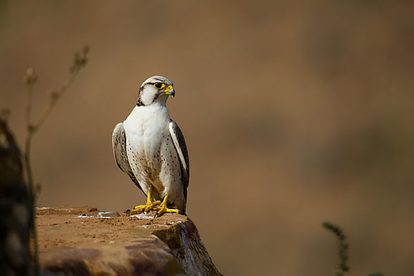 Falco biarmicus erlangeri; Lanner; Lannerfalke; Lannerfalke sspec.1; birds; falconiformes; falken; greifvögel; marokko; pröhl; raptors; vögel