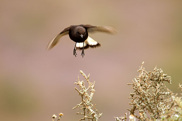 Black Wheatear; Oenanthe leucura; Trauersteinschmaetzer; Trauersteinschmätzer; birds; flight; flug; marokko; passeri; pröhl; singvögel; songbirds; vöge