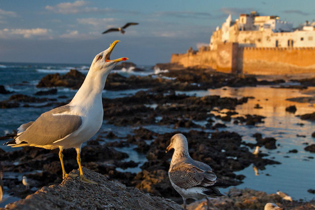 Essaouira; Larus michahellis; Mittelmeermöwe; Yellow-legged Gull; birds; call; charadriiformes; gulls; hafen; limikolen; marokko; möwen; port; pröhl; ruf; vögel