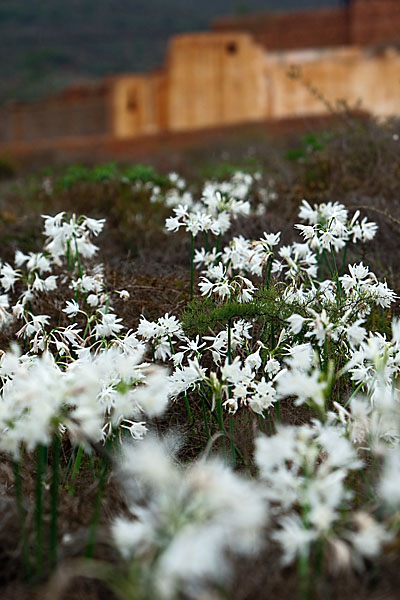 Amaryllidaceae; Kwashi; Pancratium trianthum; Pankrazlilie; Sidi Ifni; Trichternarzissen; amaryllisgewächse; flora; high size; hochformat; landscape; landschaft; marokko; pflanzen; plants; pröhl; reisen; travels