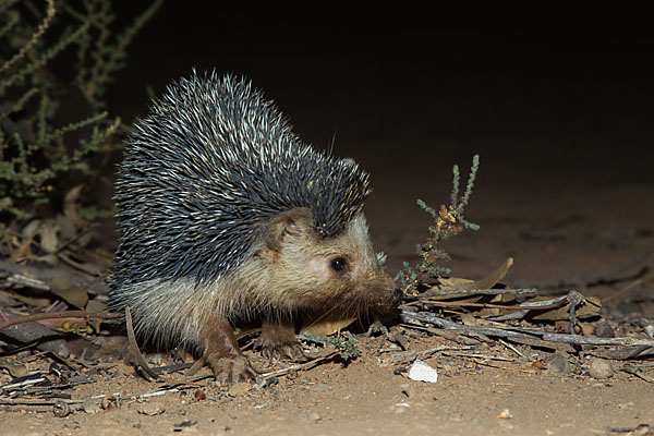 Afrikanischer Wüstenigel; Desert hedgehog; Insectivora; Insektenfresser; Morocco; Paraechinus aethiopicus; Wüstenigel; mammals; marokko; pröhl; säugetiere; Ägyptischer Igel; Äthiopischer Igel