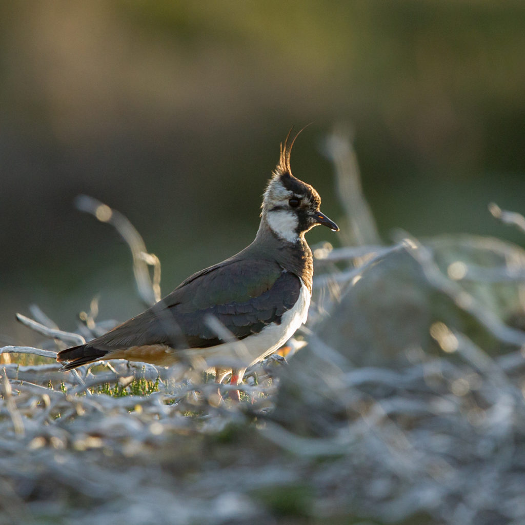 Kiebitz; Lapwing; Schottland; Scotland; Vanellus vanellus; birds; charadriiformes; limikolen; pröhl; regenpfeifer; vögel; wader; watvögel