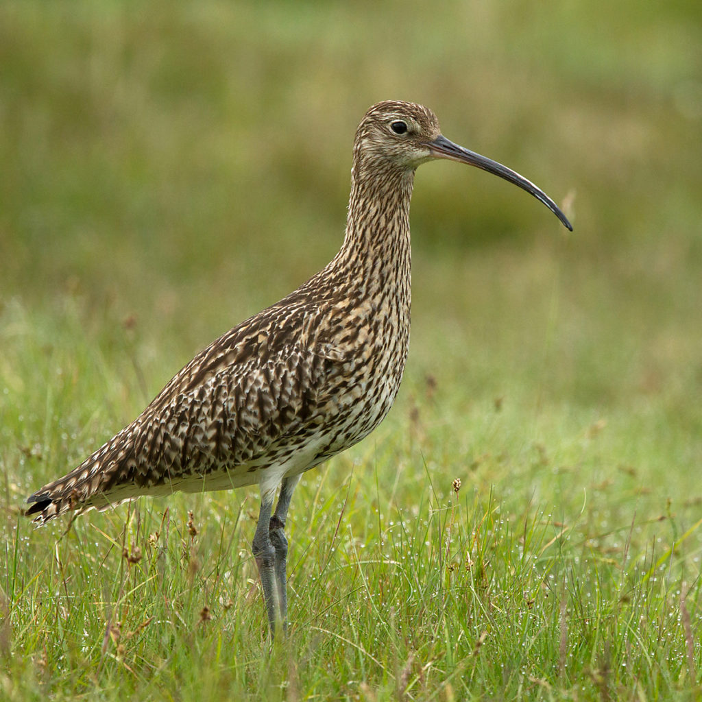 Curlew; Großer Brachvogel; Numenius arquata; Schottland; Scotland; birds; brachvogel; charadriiformes; limikolen; pröhl; schnepfenvögel; scolopacidae; vögel; wader; watvögel