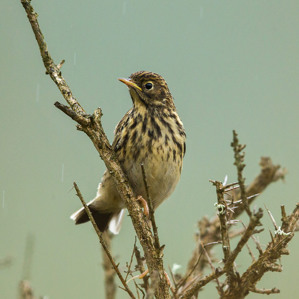 Anthus pratensis; Meadow Pipit; Schottland; Scotland; Wiesenpieper; birds; passeri; pröhl; singvögel; songbirds; vögel