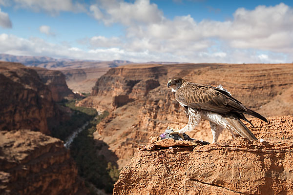 Accipitriformes; Aquila fasciata; Bonelli`s Eagle; Habichtsadler; Morocco; adler; birds; eagle; greifvögel; marokko; pröhl; raptors; vögel
