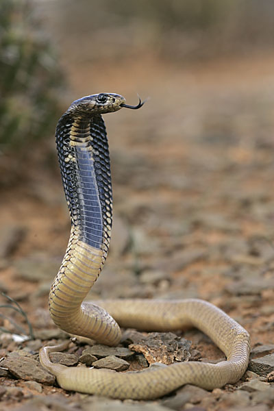 Aegyptische Kobra; Egyptian cobra; Naja haje legionis; Uräusschlange; critters; high size; hochformat; juv.; kriechtiere; marokko; pröhl; reptilia; reptilien; schlangen; snakes; Ägyptische Kobra