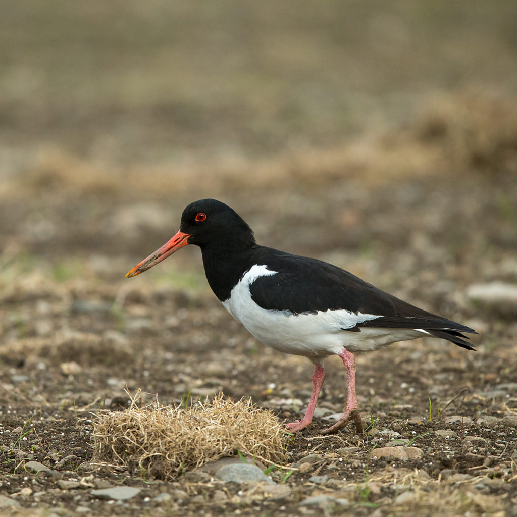 Austernfischer; Haematopus ostralegus; Oystercatcher; Schottland; Scotland; birds; charadriiformes; limikolen; pröhl; schnepfenvögel; scolopacidae; vögel; wader; watvögel