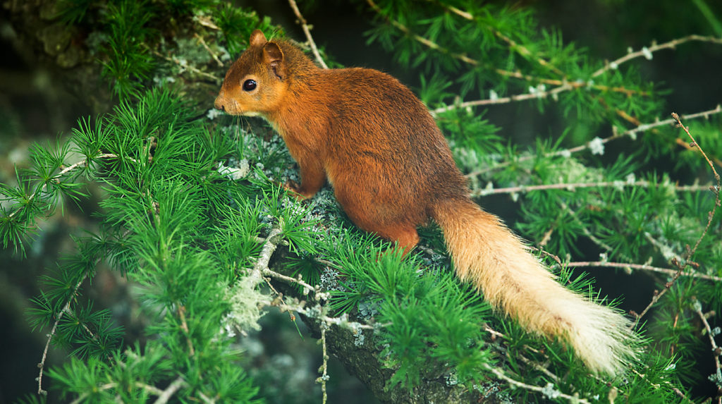 Eichhörnchen; Nagetiere; Rodentia; Schottland; Sciurus vulgaris; Sciurus vulgaris leucurus; Scotland; Squirrel; mammals; pröhl; rodents; säugetiere