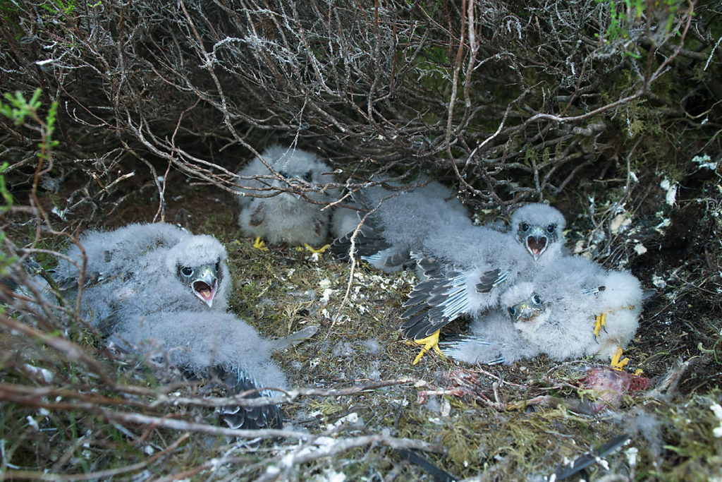 Falco columbarius; Merlin; Schottland; Scotland; birds; falconiformes; greifvögel; horst; jungvogel; juv.; juvenil; nest; nestling; pröhl; raptors; vögel