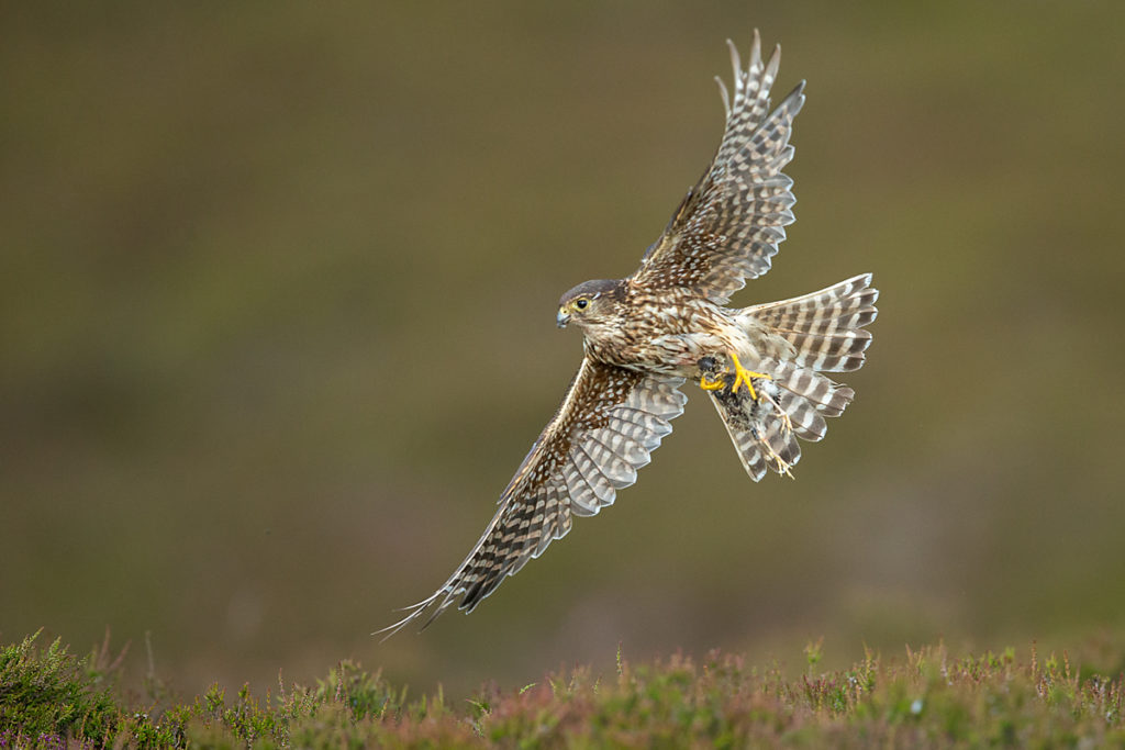 Falco columbarius; Merlin; Schottland; Scotland; birds; falconiformes; female; greifvögel; high size; hochformat; pröhl; raptors; vögel; weibchen