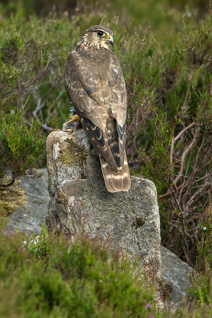 Falco columbarius; Merlin; Schottland; Scotland; birds; falconiformes; female; greifvögel; high size; hochformat; pröhl; raptors; vögel; weibchen