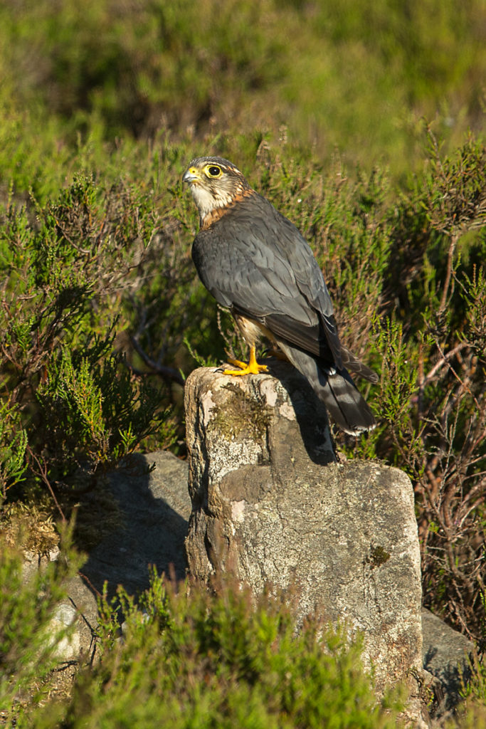 Falco columbarius; Merlin; Schottland; Scotland; birds; falconiformes; greifvögel; male; männchen; pröhl; raptors; vögel