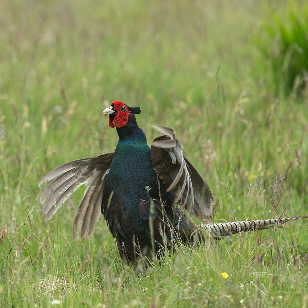 Dunkelfasan; Fasan; Jagdfasan; Mönchsfasan; P. c. mut. tenebrosus; Phasianus colchicus; Pheasant; Schottland; Scotland; Tenebrosusfasan; balz; birds; chickens; galliformes; glattfußhühner; huhn; hühnervögel; male; männchen; phasianidae; pröhl; vögel