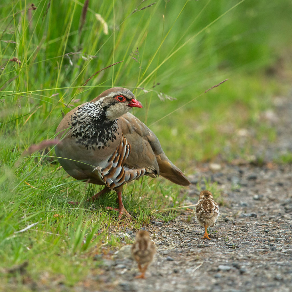 Alectoris rufa; Red-legged Partridge; Rothuhn; Schottland; Scotland; birds; chickens; galliformes; glattfußhühner; huhn; hühnervögel; juv.; juvenil; kücken; phasianidae; pröhl; vögel