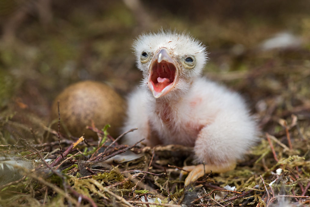 Falco columbarius; Merlin; Schottland; Scotland; birds; falconiformes; gelege; greifvögel; horst; jungvogel; juv.; juvenil; nest; nestling; pröhl; raptors; vögel