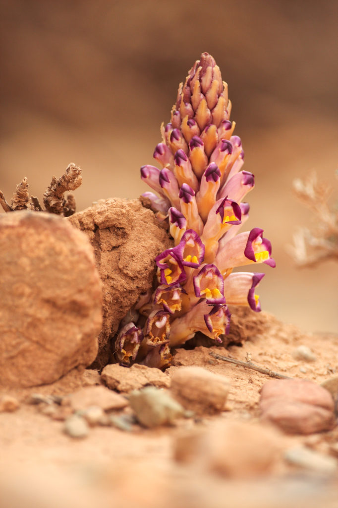 Cistanche; Cistanche violacea; Orobanchaceae; Sommerwurzgewächse; Violette Cistanche; flora; high size; hochformat; marokko; pflanzen; plants; pröhl