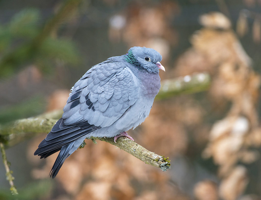 Columba oenas; Hohltaube; Stock Dove; birds; columbidae; doves; leo; tauben; vögel