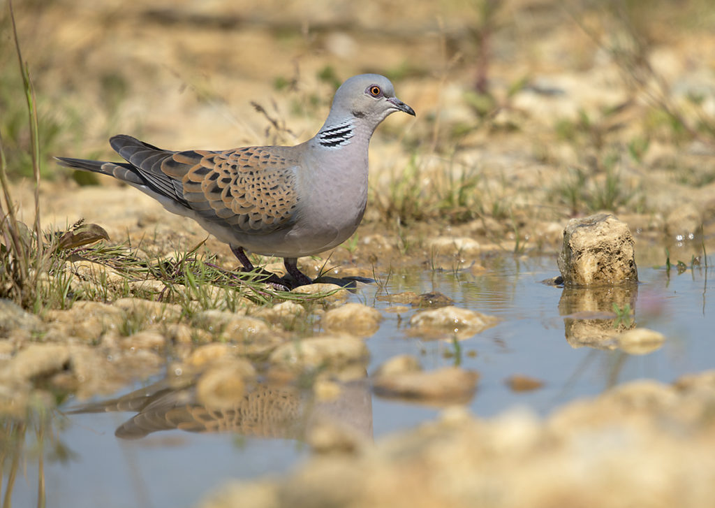 Streptopelia turtur; Turteltaube; Turtle Dove; bad; bathe; bird bath; birds; columbidae; doves; leo; tauben; tränke; vogelbad; vögel; watering place