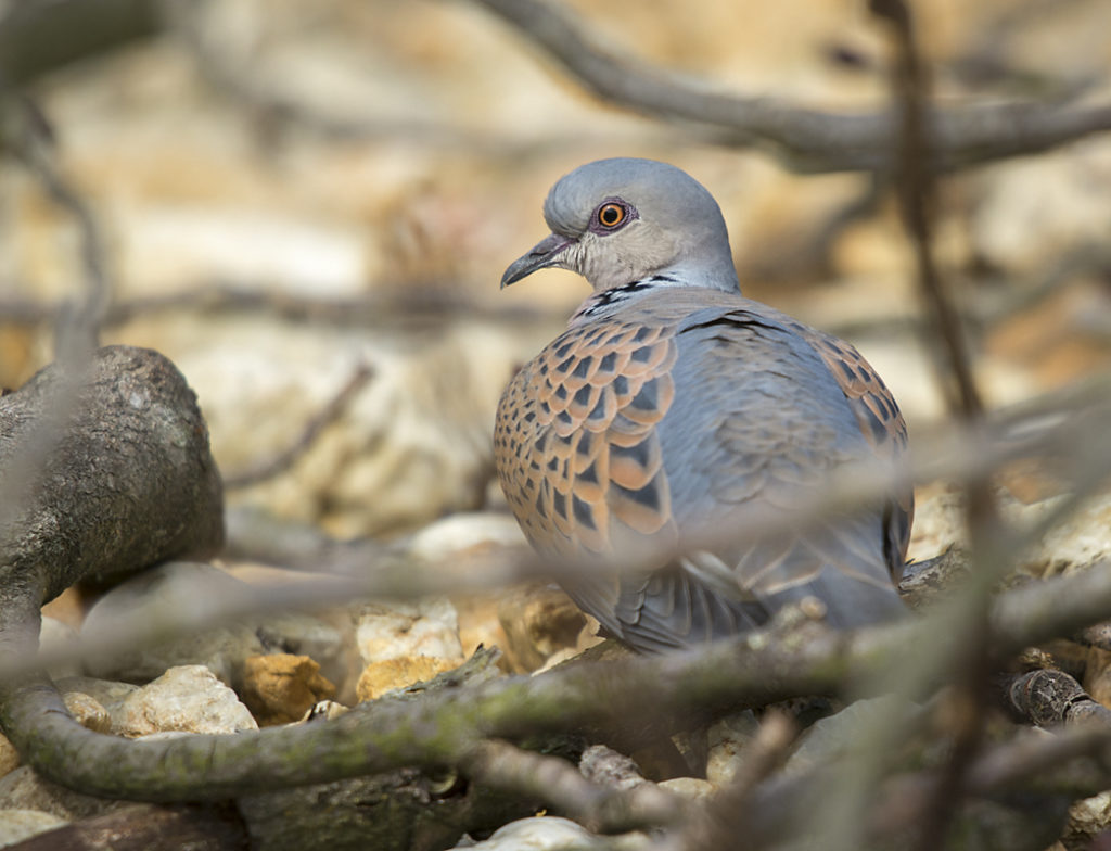 Streptopelia turtur; Turteltaube; Turtle Dove; birds; columbidae; doves; leo; tauben; vögel