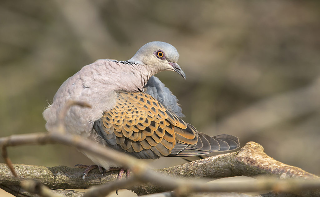 Streptopelia turtur; Turteltaube; Turtle Dove; birds; columbidae; doves; gefiederpflege; leo; preening; tauben; vögel