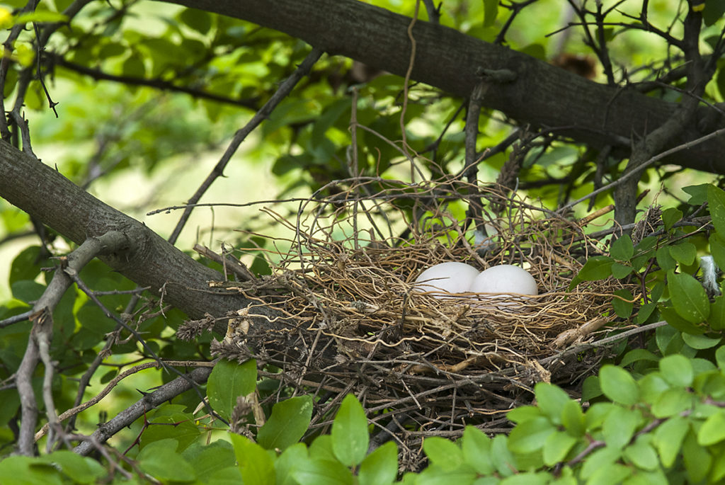 Streptopelia turtur; Turteltaube; eier; gelege; leo; nest; vögel