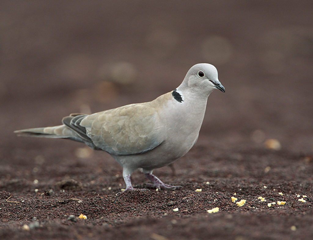 Collared Dove; Fuerteventura; Kanarische Inseln; Streptopelia decaocto; Türkentaube; birds; columbidae; doves; pröhl; spanien; tauben; vögel