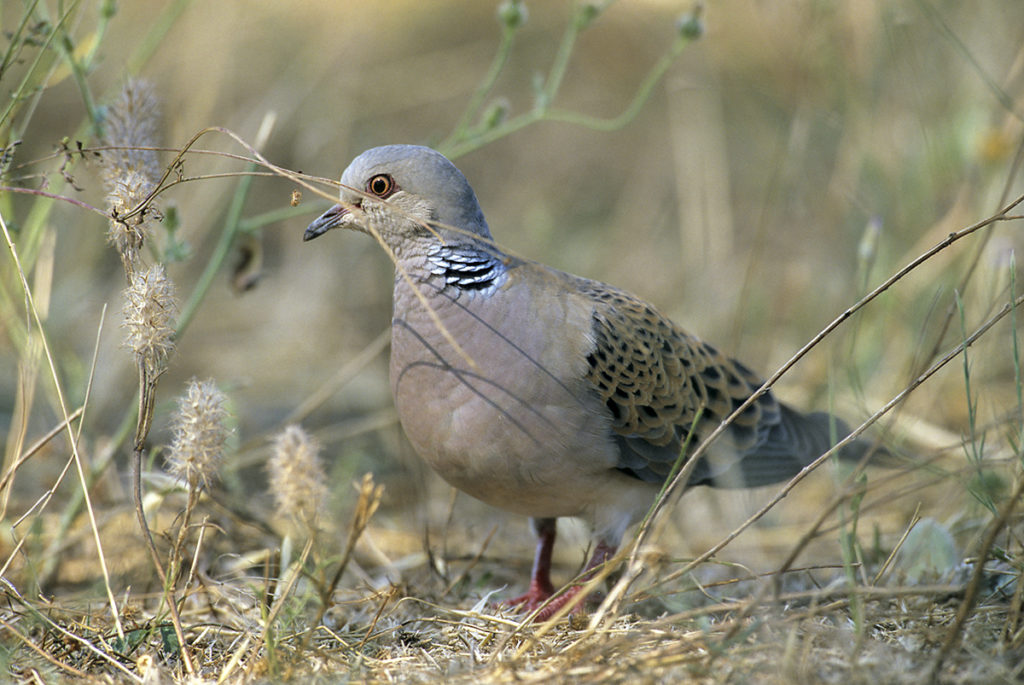 Streptopelia turtur; Turteltaube; Turtle Dove; birds; columbidae; doves; leo; tauben; vögel