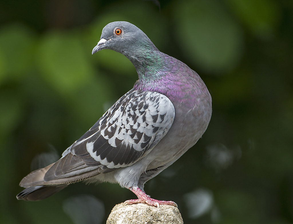 Columba livia domestica; Feral Pigeon; Haustaube; Stadttaube; Straßentaube; birds; columbidae; doves; pröhl; tauben; vögel