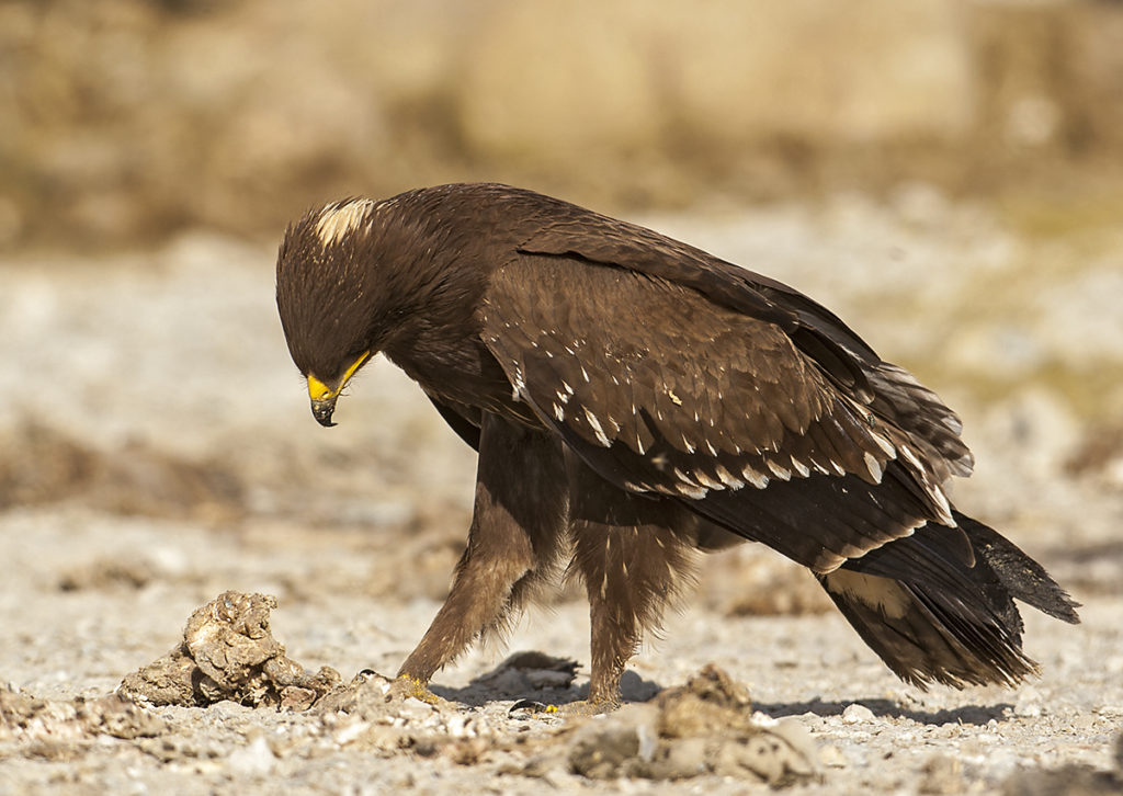 Aquila pomarina; Lesser Spotted Eagle; Oman; Schreiadler; adler; birds; eagle; falconiformes; greifvögel; juv.; pröhl; raptors; vögel