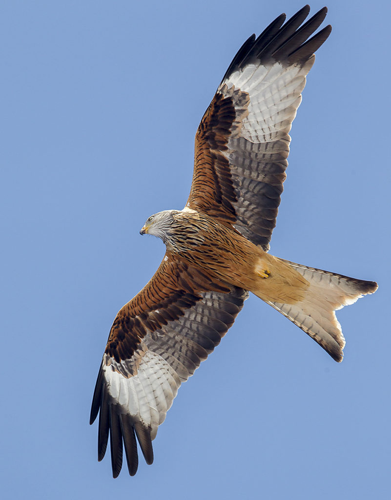 Milvus milvus; Red Kite; Roter Milan; Rotmilan; birds; falconiformes; flight; flug; greifvögel; pröhl; raptors; vögel