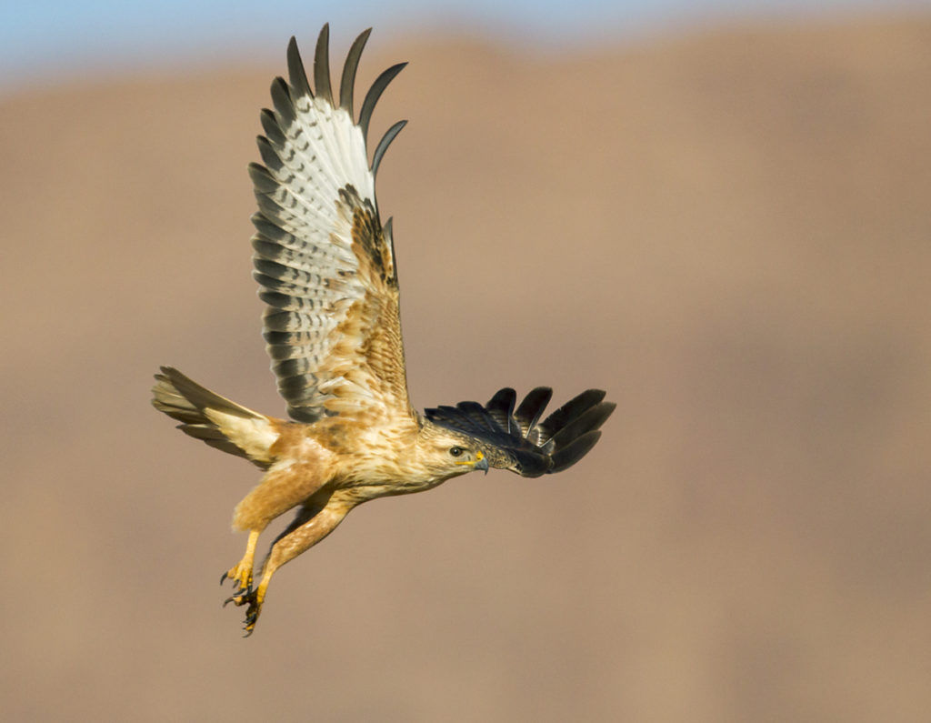 Adlerbussard; Adlerbussard sspec.; Buteo rufinus cirtensis; Long-legged Buzzard; Morocco; birds; falconiformes; flight; flug; greifvögel; marokko; pröhl; raptors; vögel