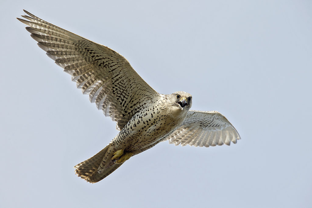 Falco rusticolus; Gerfalke; Gyrfalcon; Iceland; Island; Islandfalke; Kretschet; ad.; adult; birds; falconiformes; flight; flug; greifvögel; pröhl; raptors; vögel