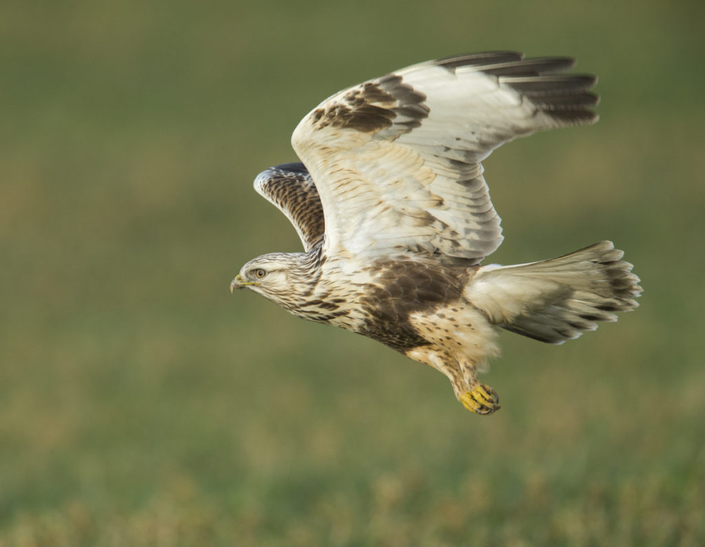 Accipitriformes; Buteo lagopus; Rauhfußbussard; Rough-legged Buzzard; birds; flight; flug; greifvögel; juvenil; pröhl; raptors; vögel