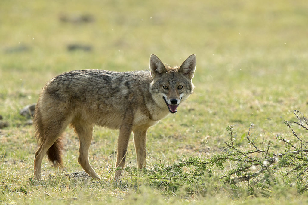 Abessinien; Aethiopien; Afrikanischer Goldwolf; Canis anthus; Canis aureus; Carnivora; Ethiopia; Golden jackal; Goldschakal; Raubtiere; mammals; pröhl; säugetiere; Äthiopien