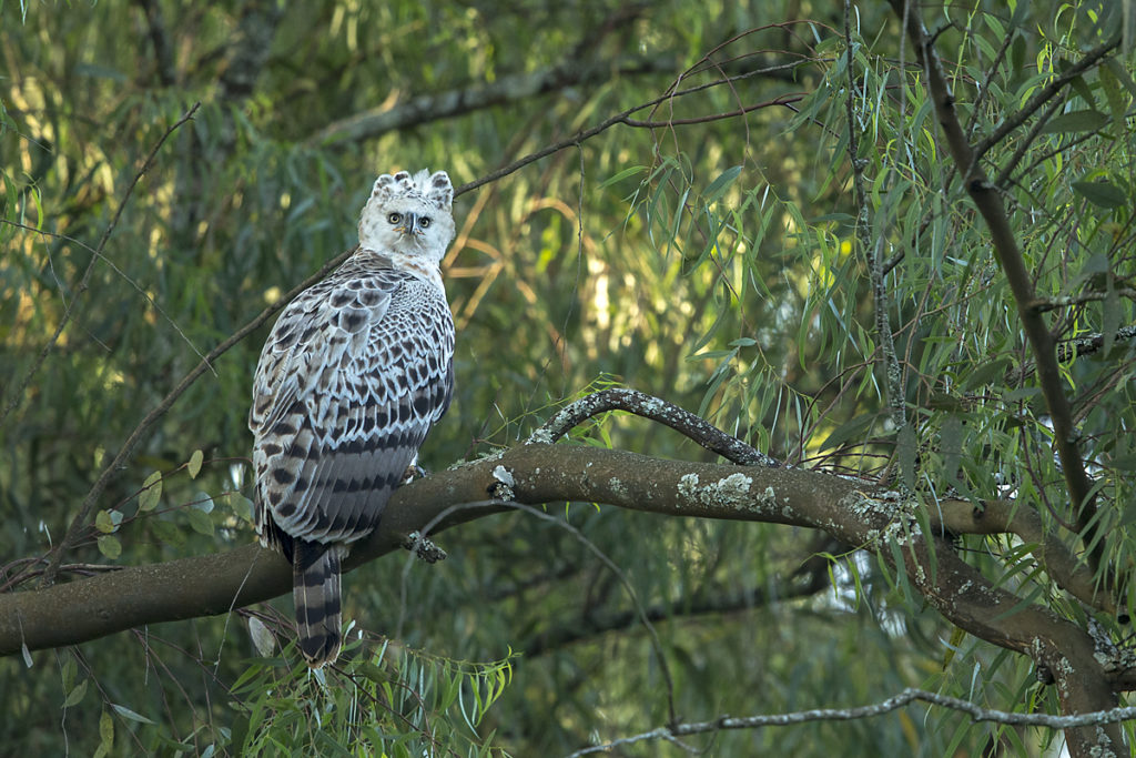 Accipitriformes; Aethiopien; Crowned Hawk-Eagle; Kronenadler; Stephanoaetus coronatus; adler; birds; eagle; greifvögel; juvenil; pröhl; raptors; vögel; Äthiopien