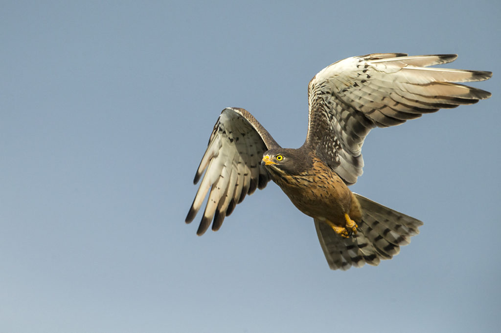 Accipitriformes; Aethiopien; Alatish Nationalpark; Butastur rufipennis; Grasshopper Buzzard; Heuschreckenteesa; birds; flight; flug; greifvögel; juvenil; pröhl; raptors; vögel; Äthiopien