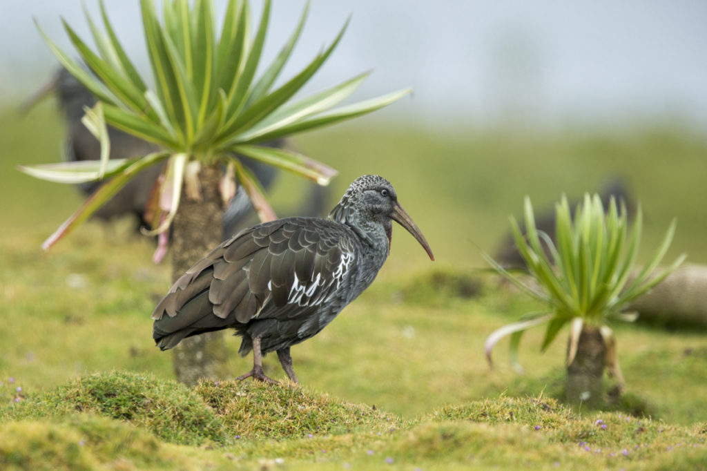 Aethiopien; Bostrychia carunculata; Klunkeribis; Wattled Ibis; birds; ciconiiformes; ibis; pröhl; schreitvögel; storchenvögel; vögel; Äthiopien