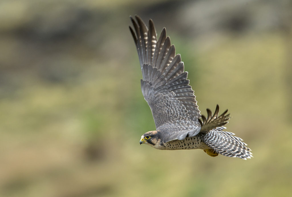 Aethiopien; Falco biarmicus abyssinicus; Lanner; Lannerfalke; Lannerfalke sspec.2; adult; birds; falconiformes; flight; flug; greifvögel; pröhl; raptors; vögel; Äthiopien