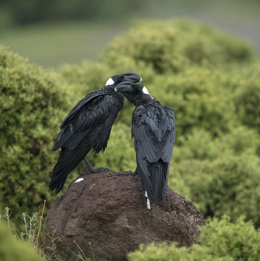 Aethiopien; Corvus crassirostris; Erzrabe; Thick-billed Raven; corvidae family of birds; passeri; pröhl; rabenvögel; singvögel; songbirds; Äthiopien