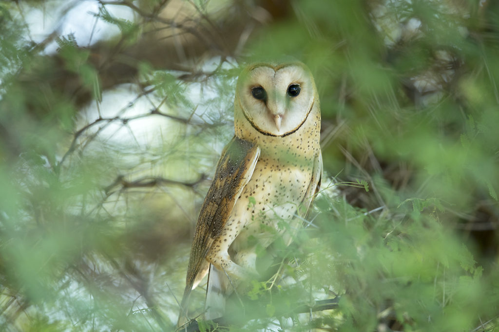 Aethiopien; Alatish Nationalpark; Barn Owl; Schleiereule; Tyto alba; Tyto alba affinis; birds; eulen; owls; pröhl; strigiformes; vögel; Äthiopien