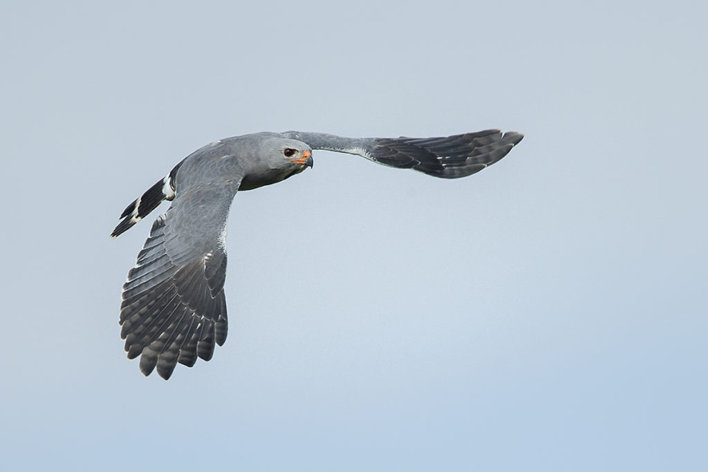 Accipitriformes; Aethiopien; Kaupifalco monogrammicus; Lizard Buzzard; Sperberbussard; birds; flight; flug; greifvögel; pröhl; raptors; vögel; Äthiopien