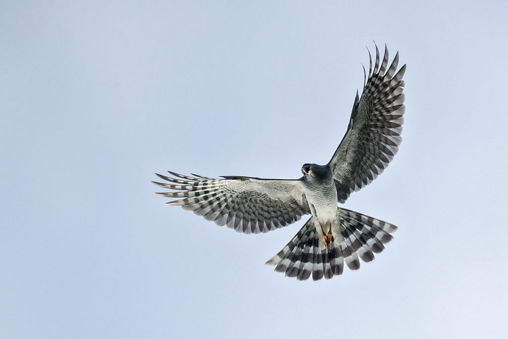 Accipiter ovampensis; Accipitriformes; Aethiopien; Ovambo Sparrowhawk; Ovambosperber; birds; flight; flug; greifvögel; high size; hochformat; pröhl; raptors; vögel; Äthiopien