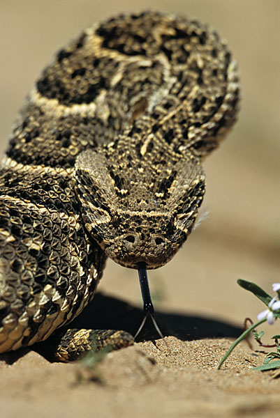 Bitis arietans; Puff adder; Puffotter; critters; high size; hochformat; kriechtiere; marokko; männchen; pröhl; reptilia; reptilien; schlangen; snakes