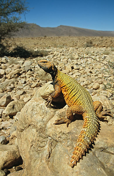 Dornschwanz; Ocellated Uromastyx Lizard; Uromastyx acanthinurus; critters; high size; hochformat; kriechtiere; marokko; pröhl; reptilia; reptilien