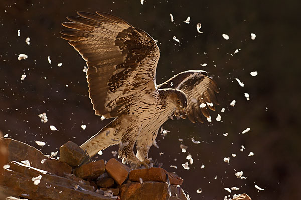 Accipitriformes; Aquila fasciata; Bonelli`s Eagle; Habichtsadler; Morocco; adler; birds; eagle; greifvögel; marokko; pröhl; raptors; vögel
