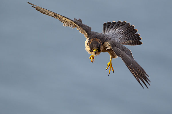 Barbary Falcon; Falco pelegrinoides; Halcon tagarote; Wüstenfalke; birds; falconiformes; flight; flug; greifvögel; pröhl; raptors; vögel