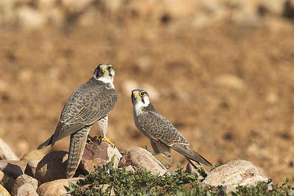 Falco biarmicus erlangeri; Lanner; Lannerfalke; Lannerfalke sspec.1; Morocco; birds; falconiformes; greifvögel; marokko; pröhl; raptors; vögel