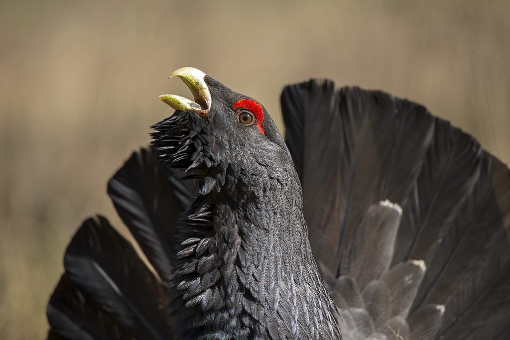 Auerhuhn; Brandenburg; Capercaillie; Lausitz; Tetrao urogallus; Western Capercaillie; Wiederansiedlung; balz; birds; chickens; galliformes; huhn; hühnervögel; pröhl; rauhfußhühner; tetraonidae; vögel; wiederansiedlungsprojekt